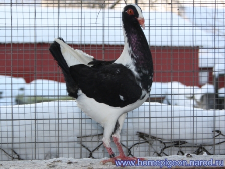 Куриный пегий голубь (Huhnschecken)