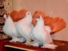 Оренбургские жёлтохвостые голуби