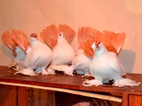Оренбургские жёлтохвостые голуби
