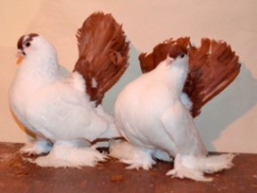 Оренбургские краснохвостые голуби