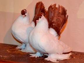 Оренбургские краснохвостые голуби