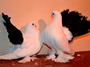 Воронежские чернохвостые голуби