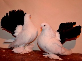 Воронежские чернохвостые голуби